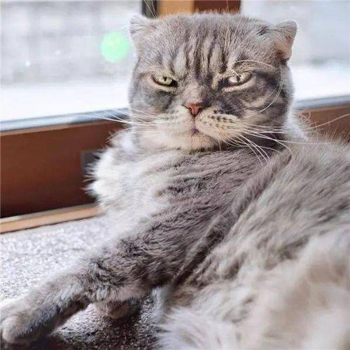 抖音網紅啵啵貓,萌寵界的“網紅擔當”