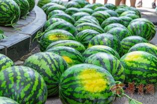 房院和電子校吃瓜,揭秘校園美食背后的故事