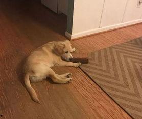 狗狗最新爆料,寵物界的最新動態與趣聞