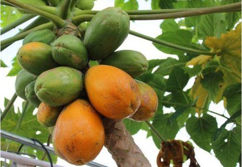 吃未成熟的瓜,揭秘食用未成熟瓜果的真相