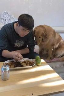 金毛喜歡吃瓜,金毛狗狗的夏日瓜果盛宴