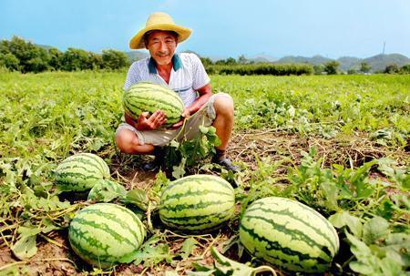 雄安路邊吃瓜事件,一場引發熱議的街頭現象